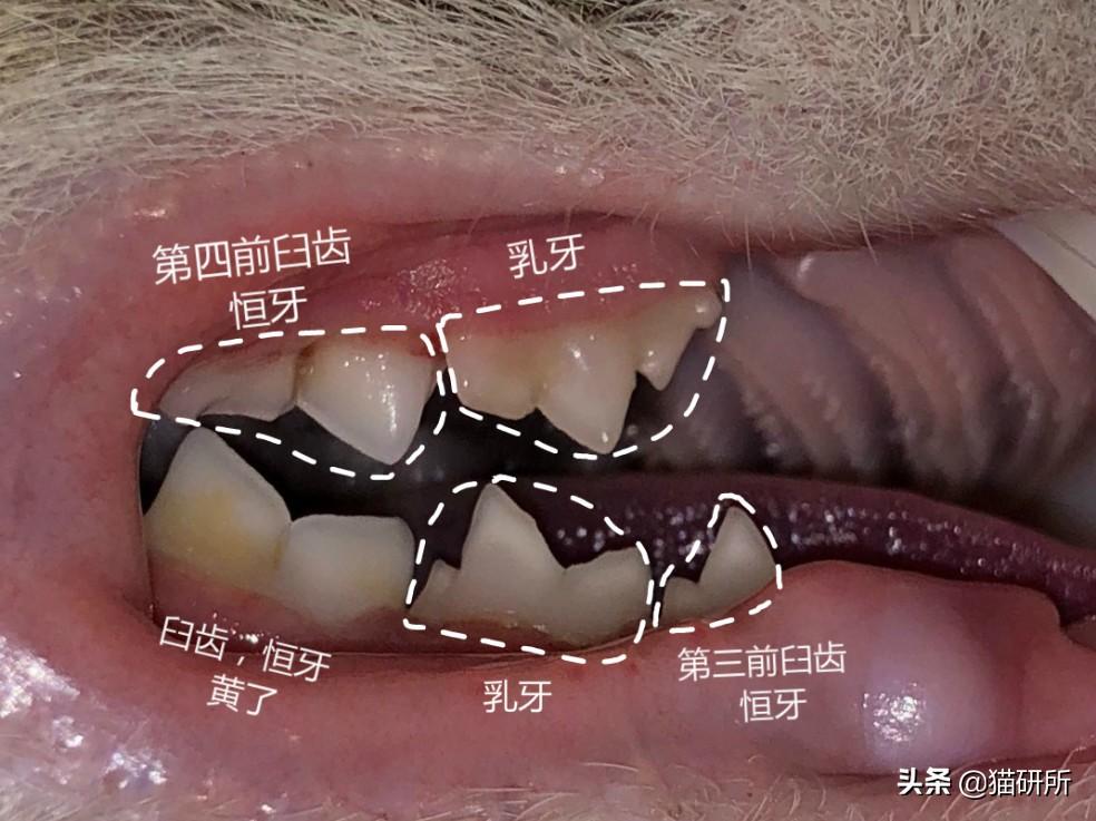 关于7个月宝宝牙齿长歪了的探讨