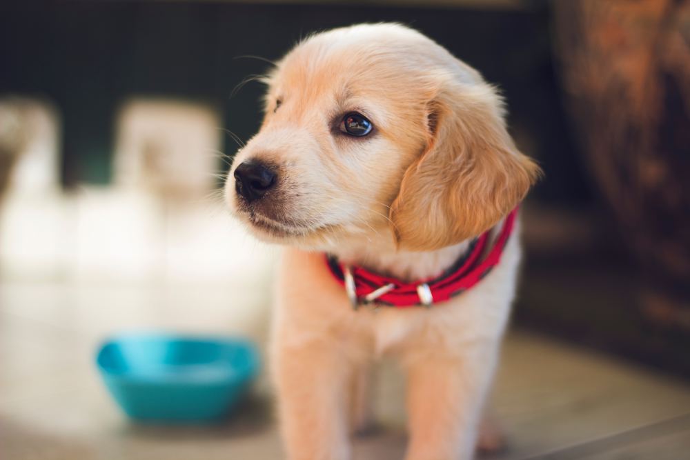 狗狗幼犬粮的喂养指南，从初生到成熟