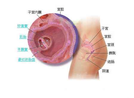 孕9个月是多少周，孕期周数与月份转换详解