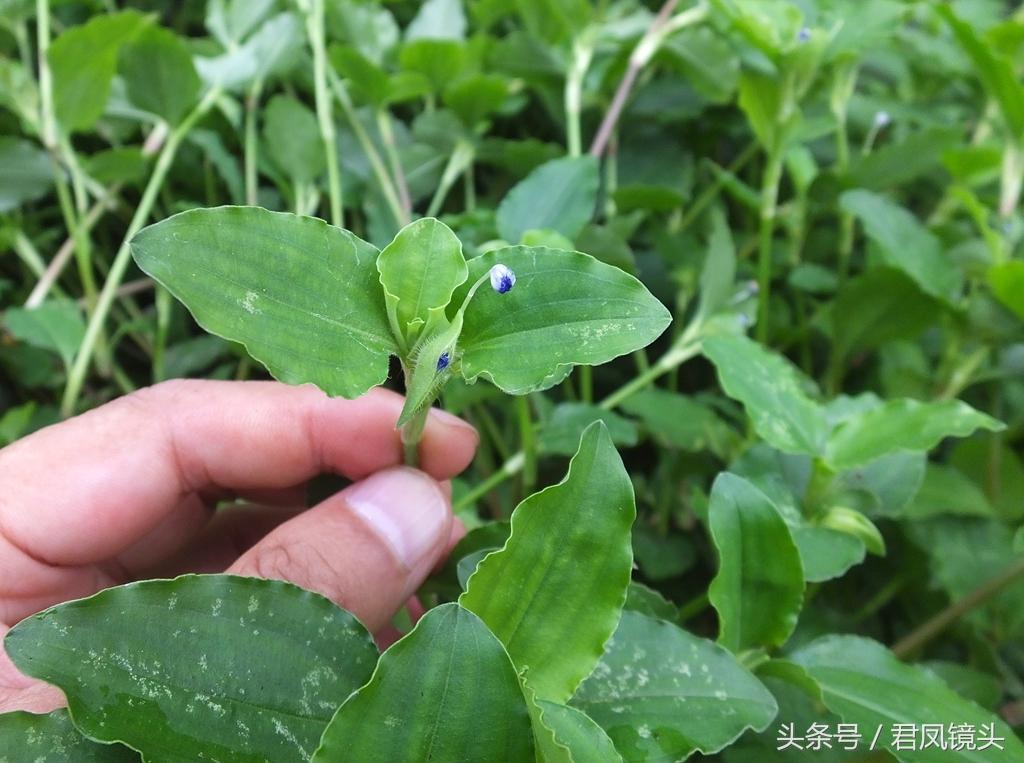 九个月宝宝的扁桃体炎发烧，如何应对与处理