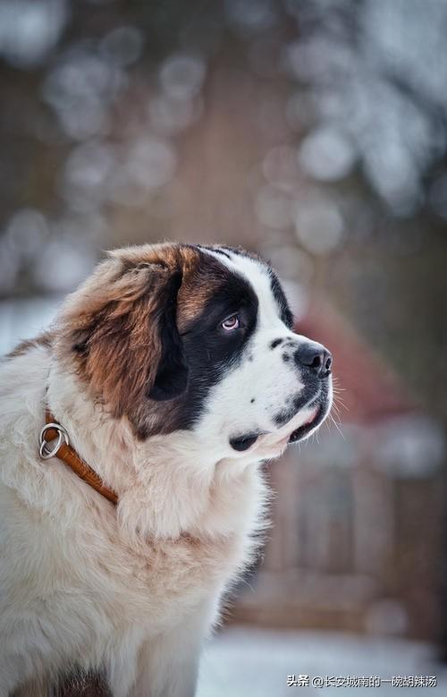 广东名犬有限公司——培育卓越犬类，铸就行业典范